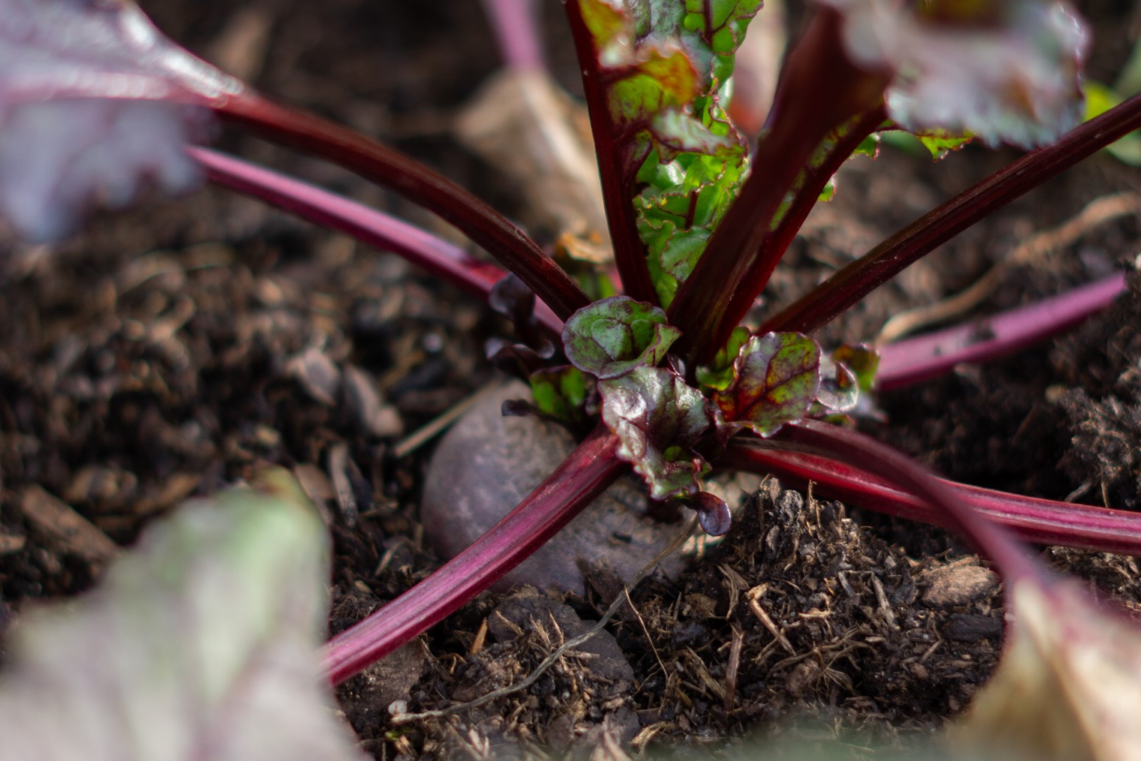 Rote Bete im Winter